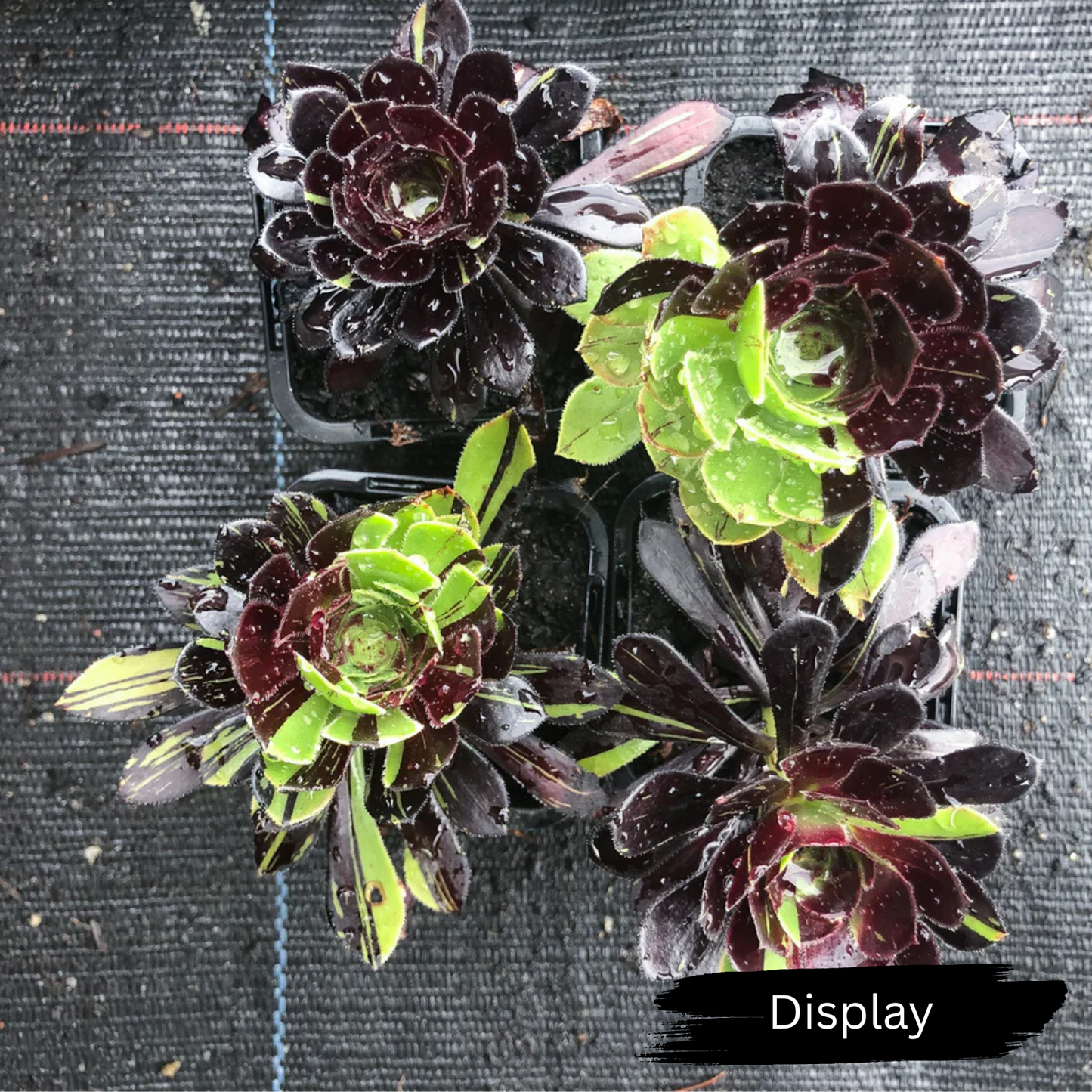 Aeonium 'Big Bang'