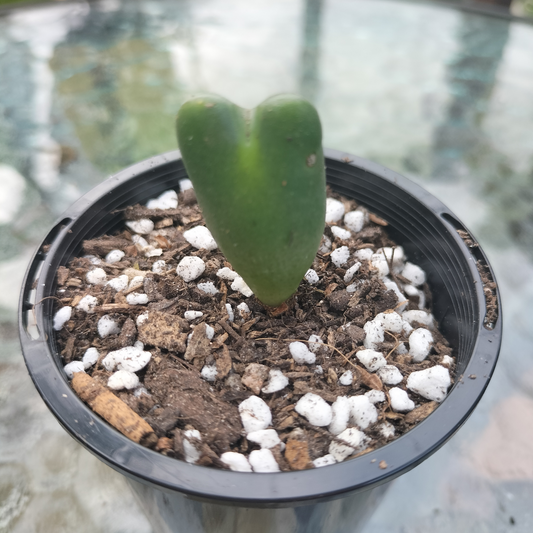Conophytum 'bilobum' (Living Pebble)