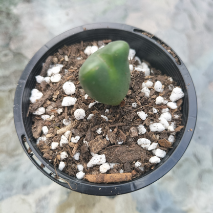 Conophytum 'bilobum' (Living Pebble)