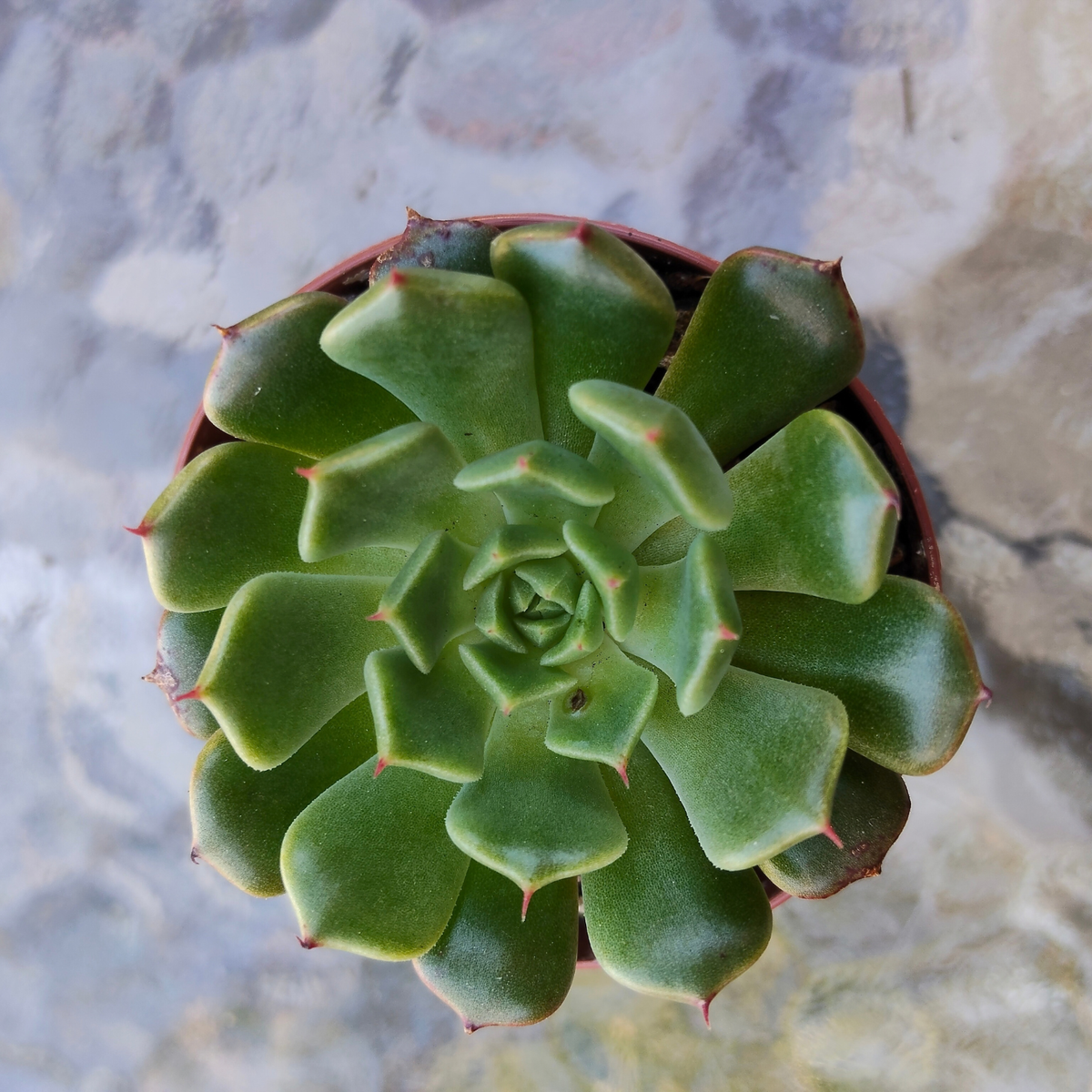Echeveria 'Bini Ouhikou' XS