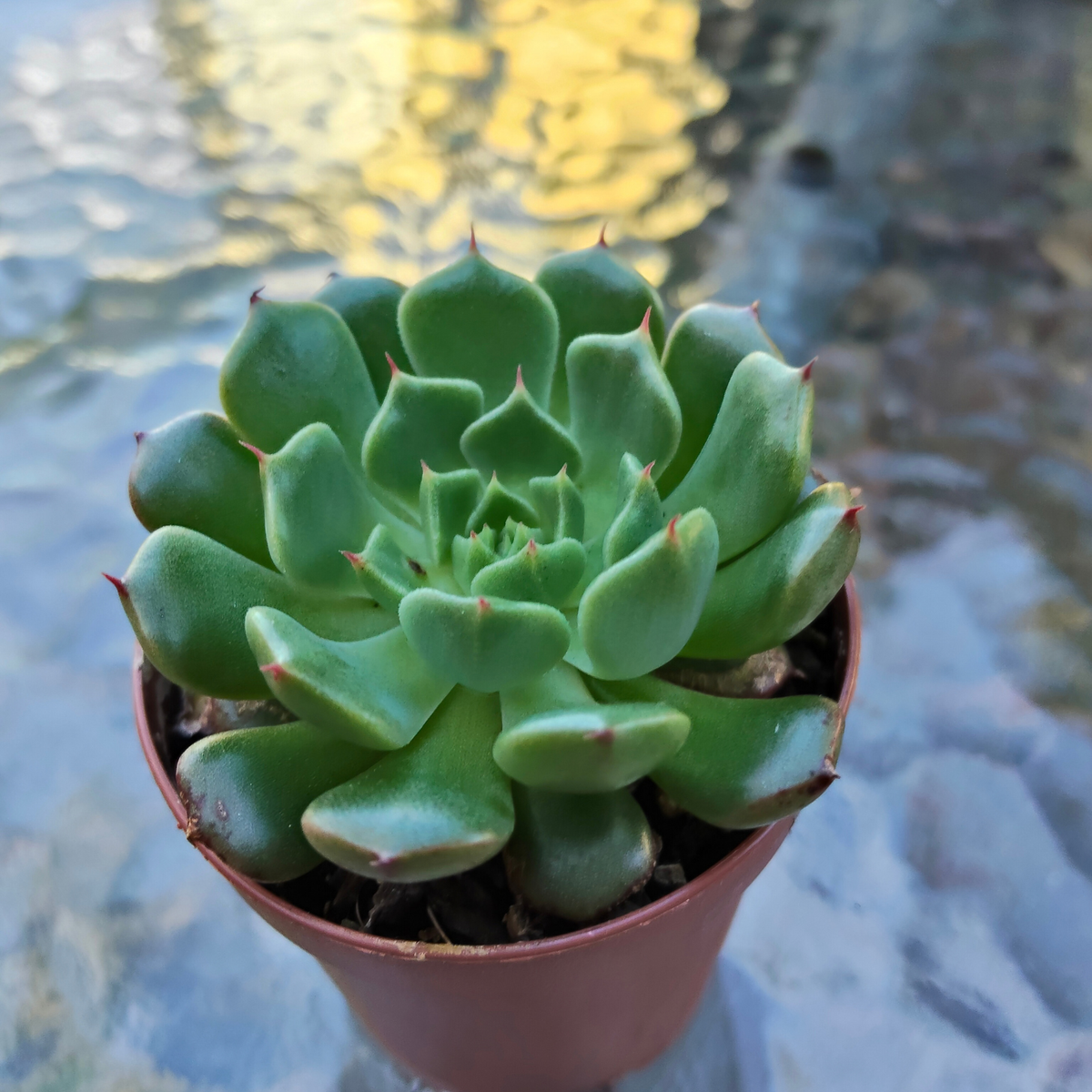 Echeveria 'Bini Ouhikou' XS