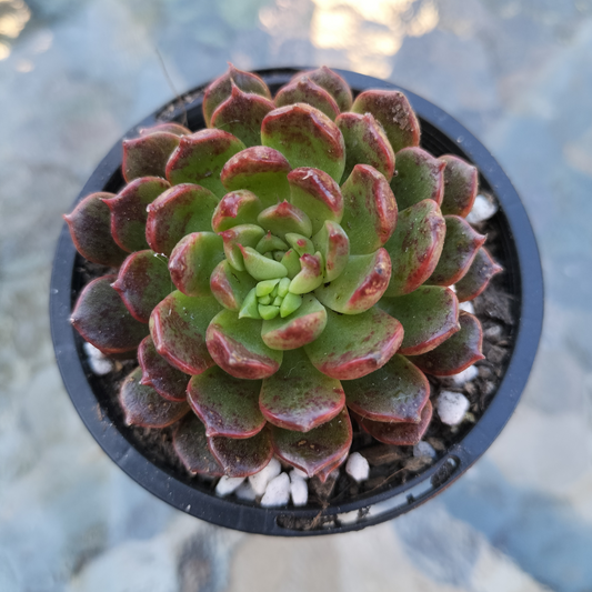 Echeveria 'Bini Gesseru'