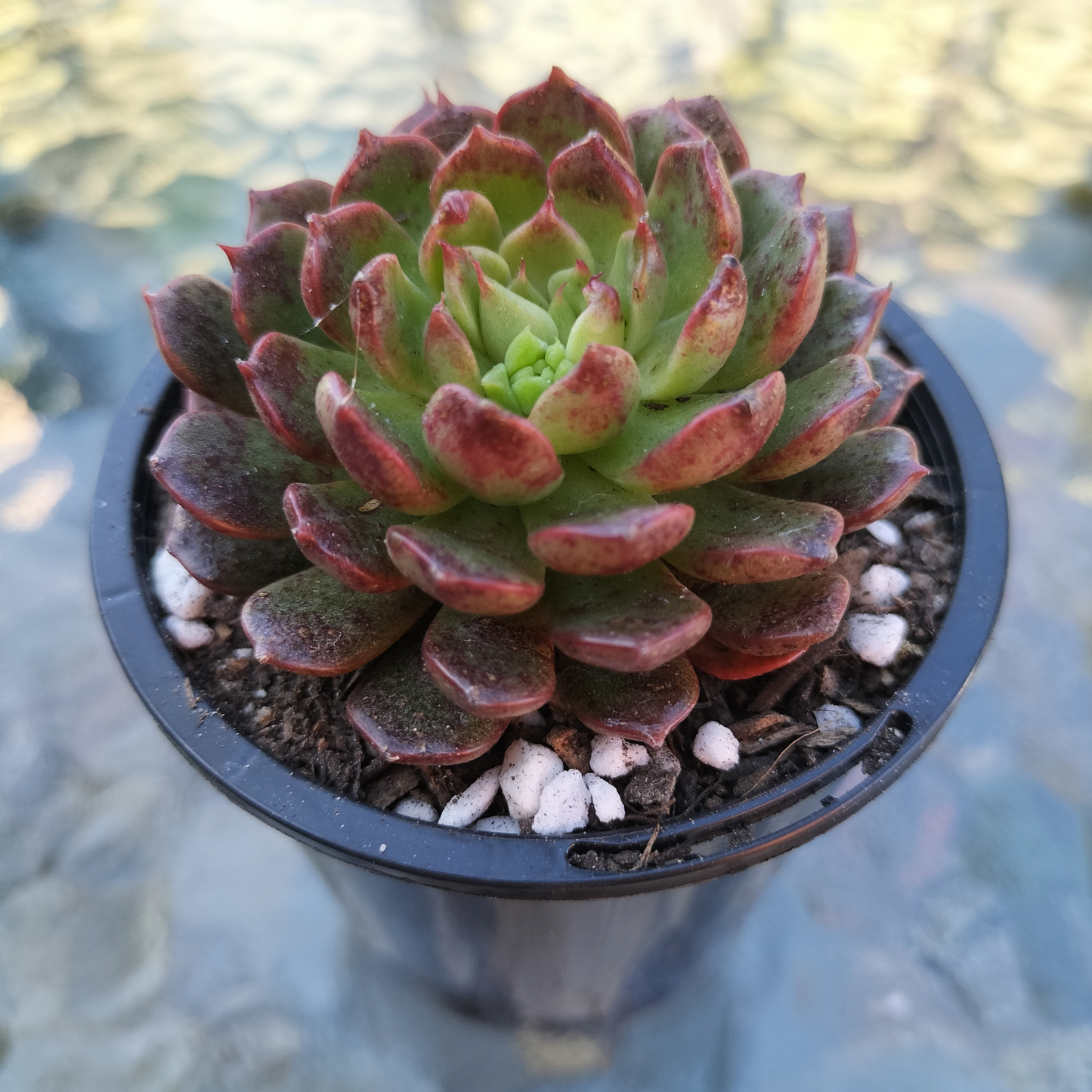 Echeveria 'Bini Gesseru'