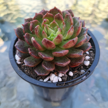Echeveria 'Bini Gesseru'