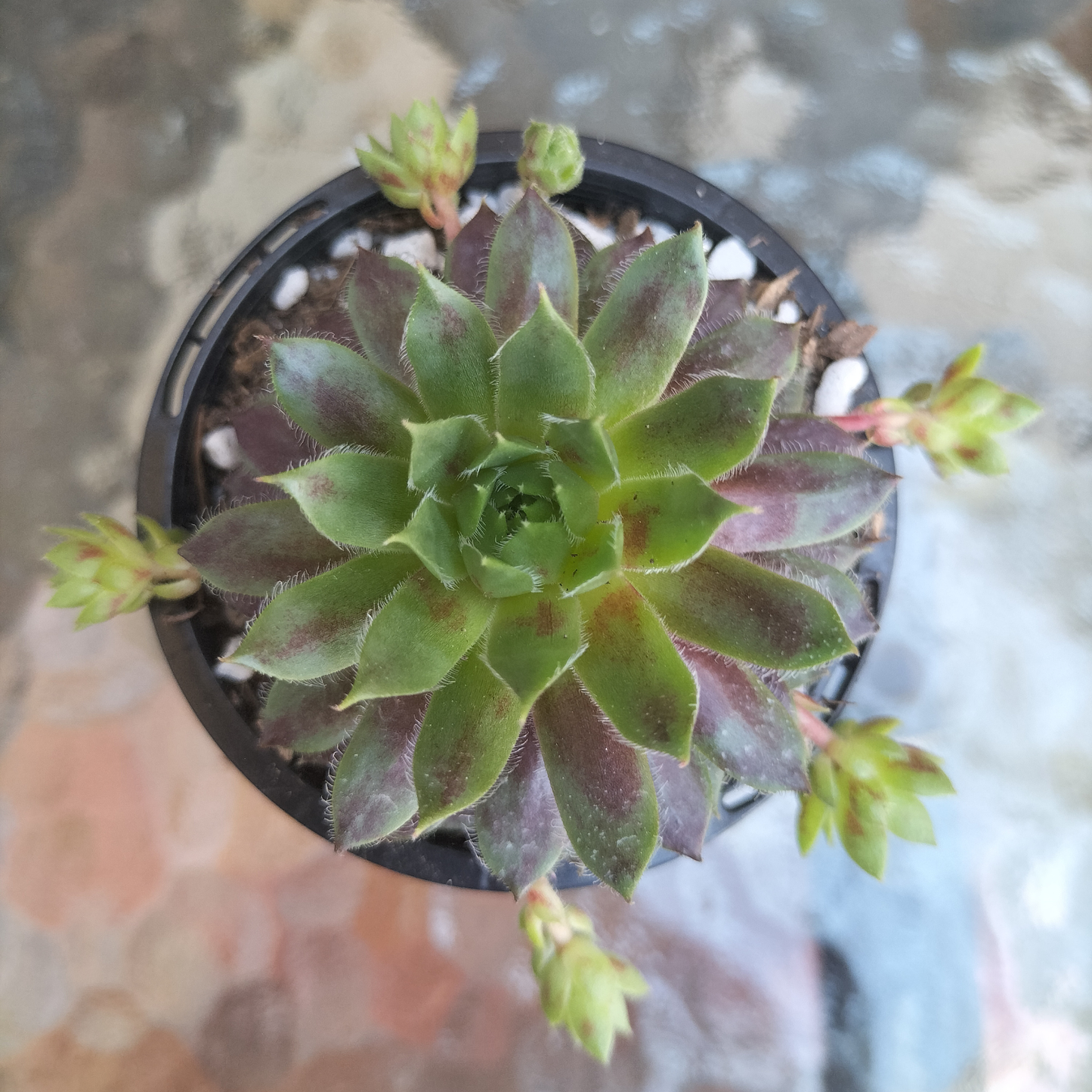 Sempervivum 'Black mini'