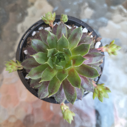 Sempervivum 'Black mini'
