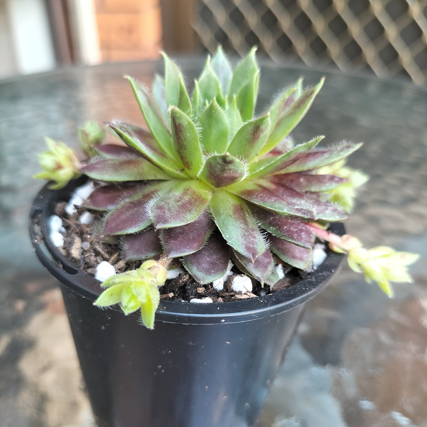 Sempervivum 'Black mini'