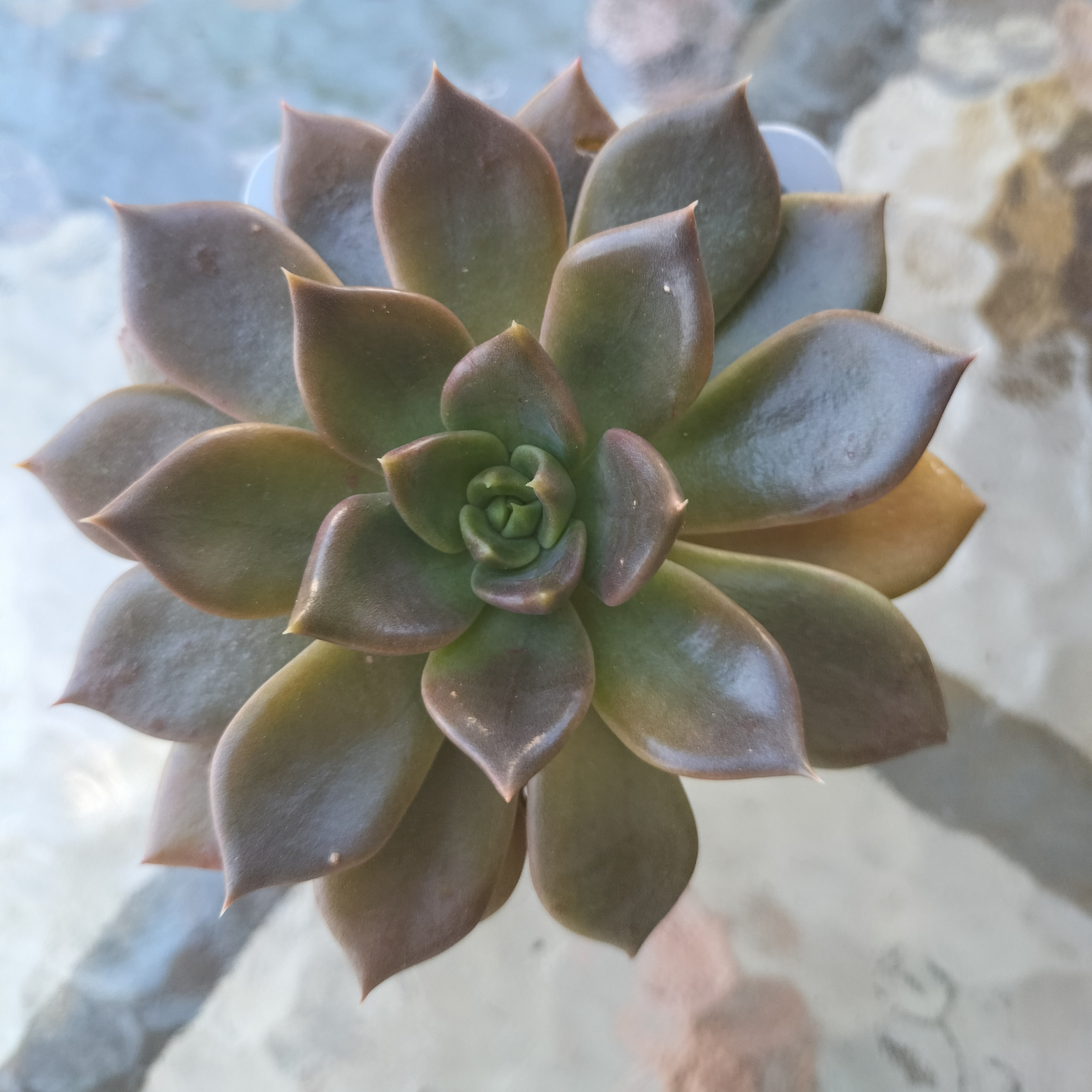Echeveria 'Black Prince'