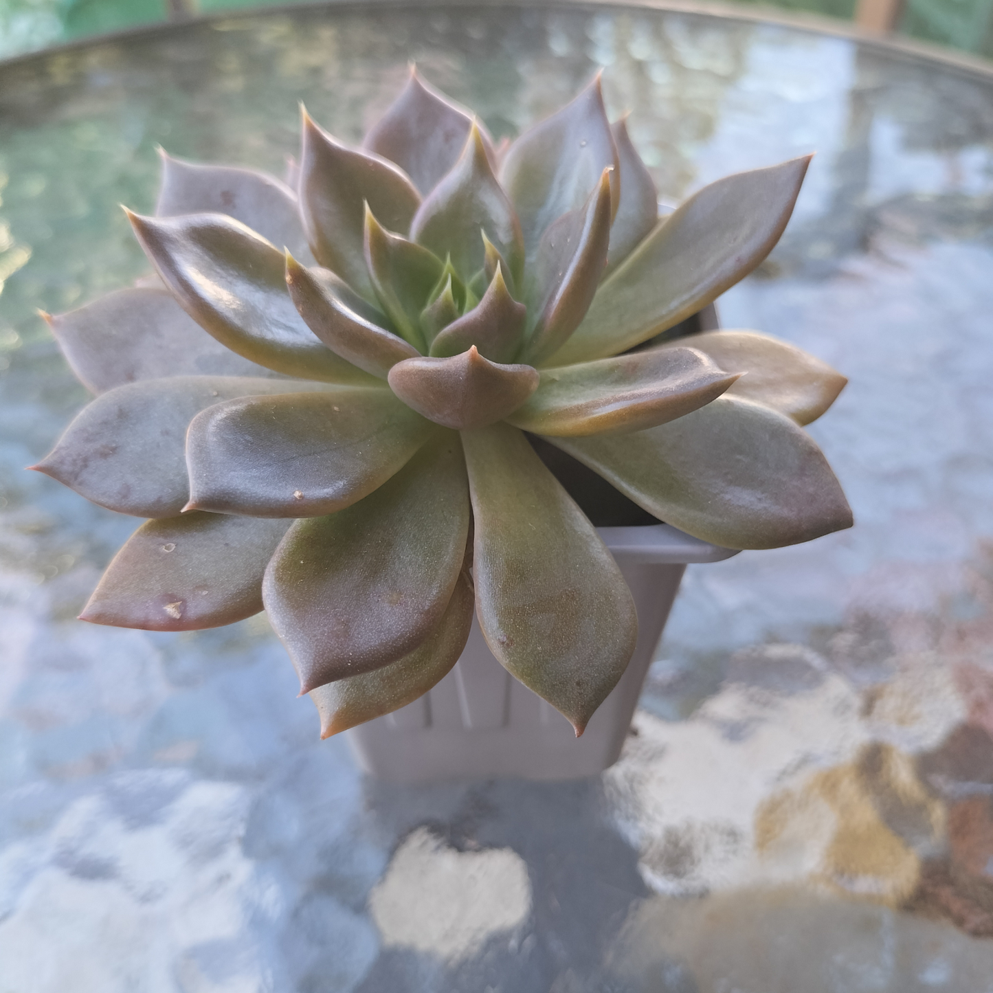 Echeveria 'Black Prince'