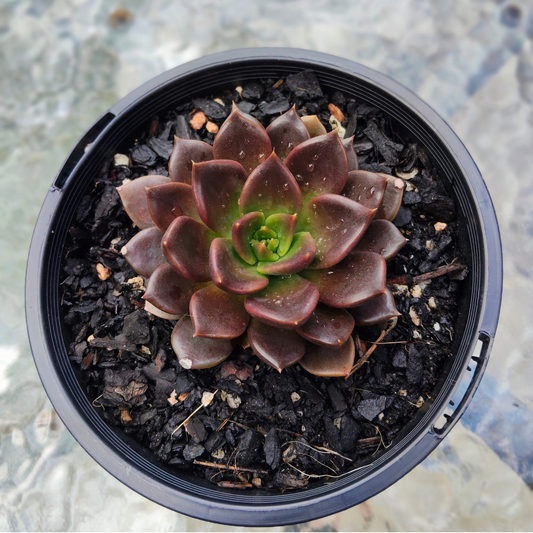 Echeveria 'Black Prince'