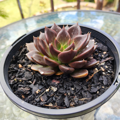 Echeveria 'Black Prince'