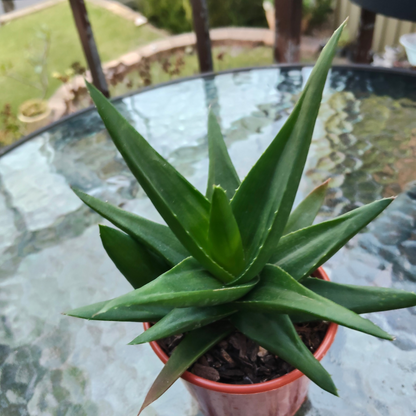 ×Alworthia 'Black Gem'