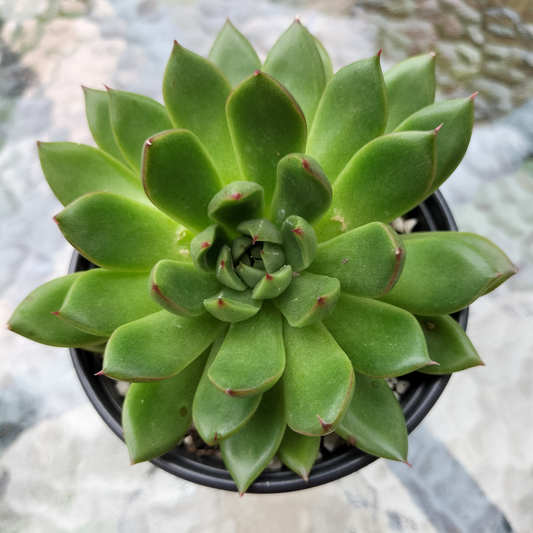 Echeveria Black Rose x Agavoides
