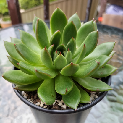Echeveria Black Rose x Agavoides