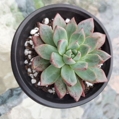 Echeveria 'Blood Swallow'