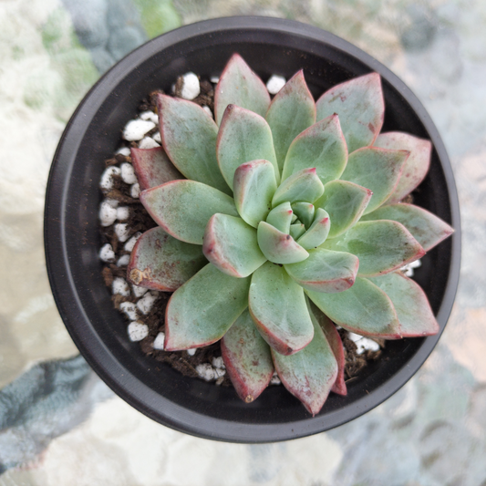Echeveria 'Blood Swallow'