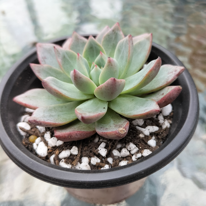 Echeveria 'Blood Swallow'
