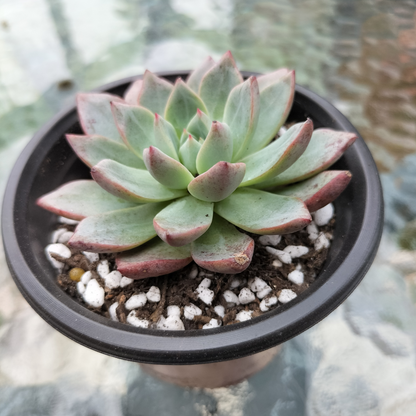 Echeveria 'Blood Swallow'