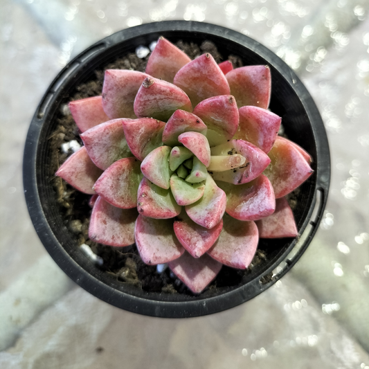 Echeveria 'Blood Swallow'