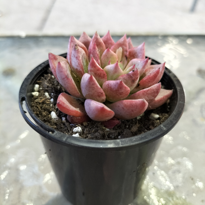 Echeveria 'Blood Swallow'