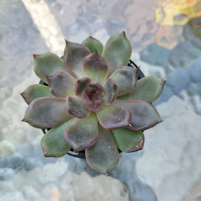 Echeveria 'Bloody Maria'