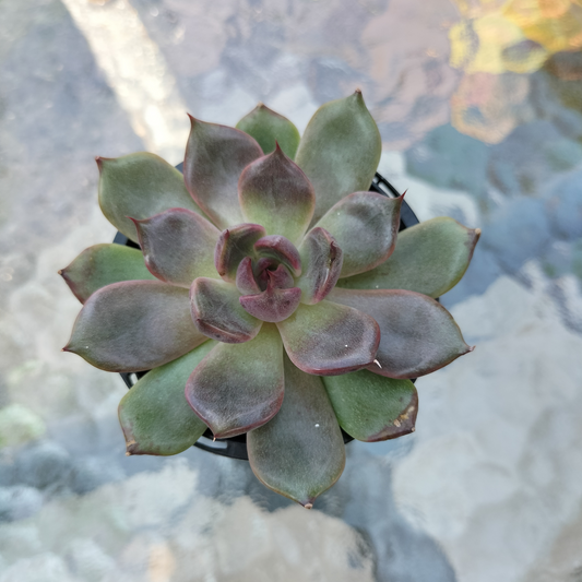 Echeveria 'Bloody Maria'