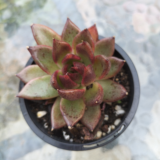 Echeveria 'Bloody Maria'