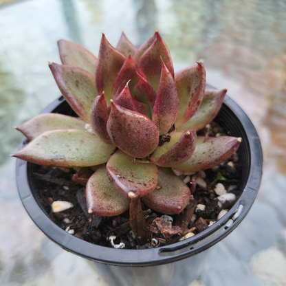 Echeveria 'Bloody Maria'