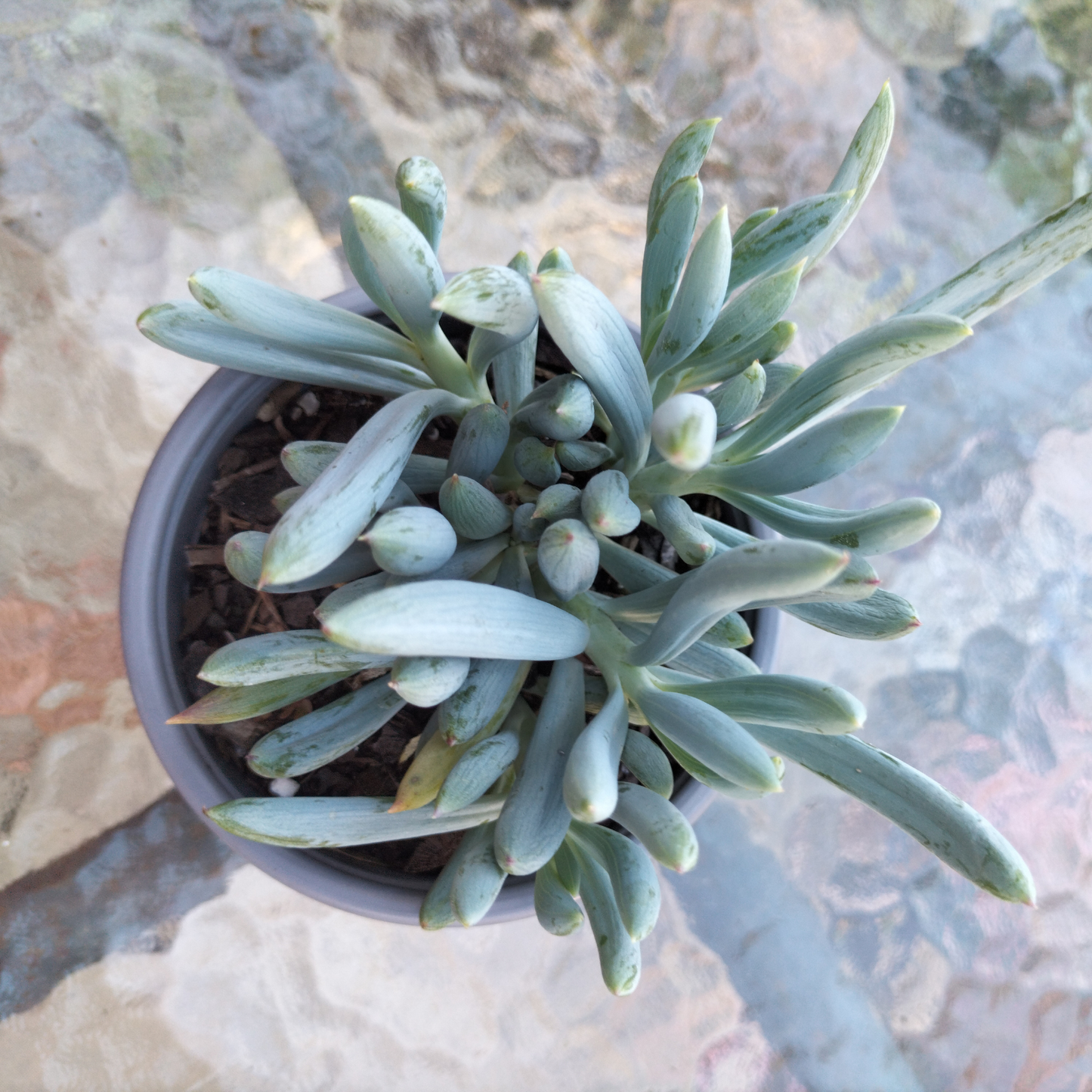 'Blue Chalk Sticks' (Senecio Serpens}