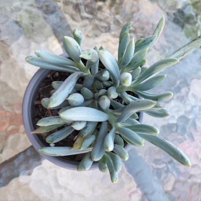 'Blue Chalk Sticks' (Senecio Serpens}