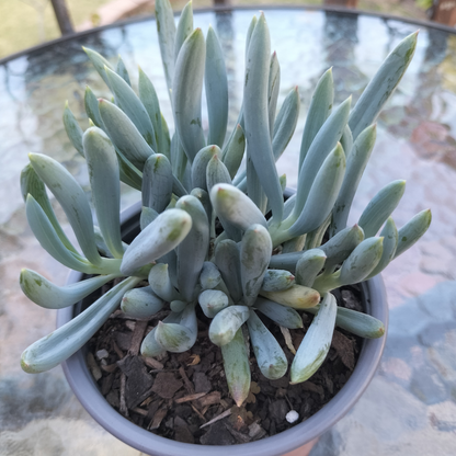 'Blue Chalk Sticks' (Senecio Serpens}
