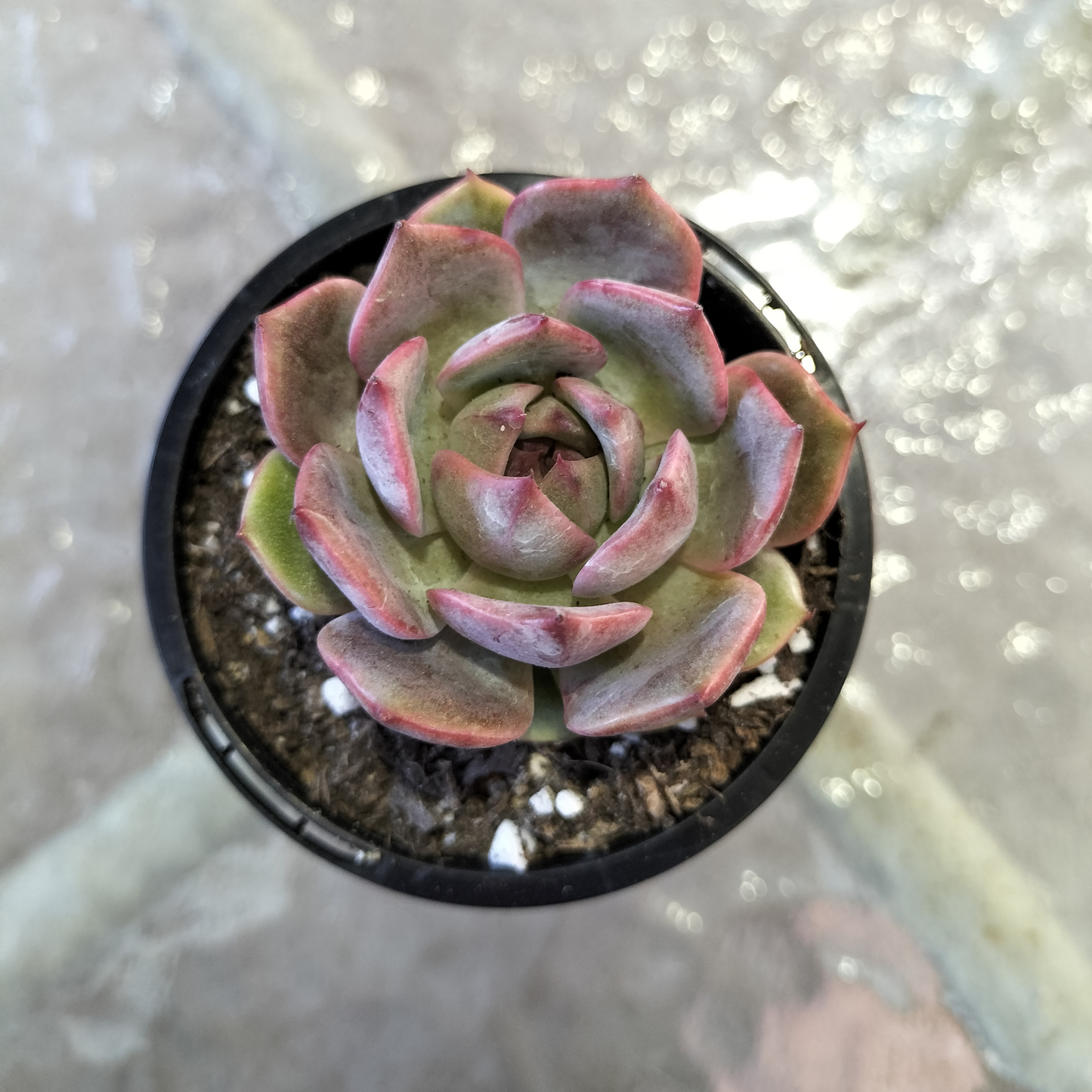 Echeveria 'Blue Enchantress'