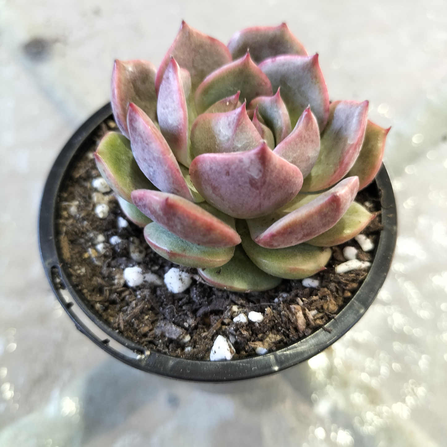 Echeveria 'Blue Enchantress'