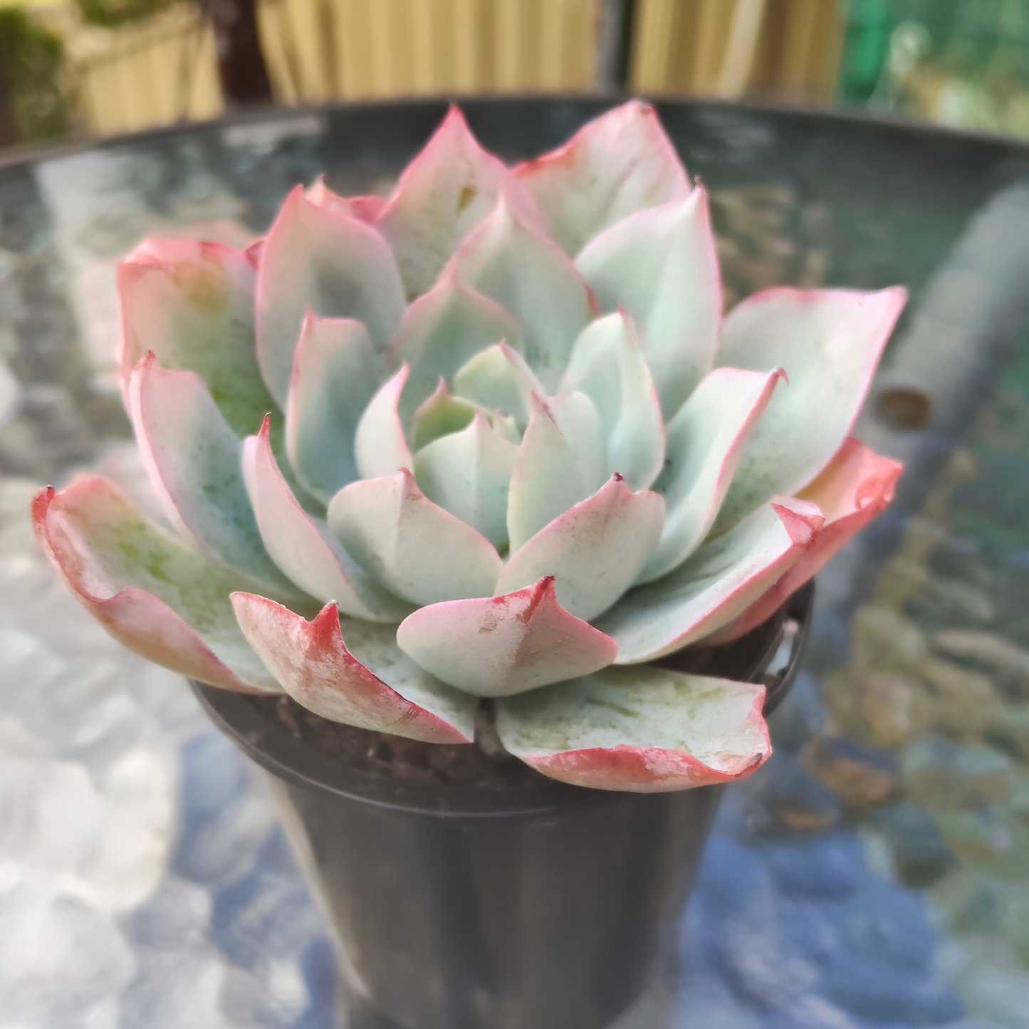 Echeveria 'Blue Light'