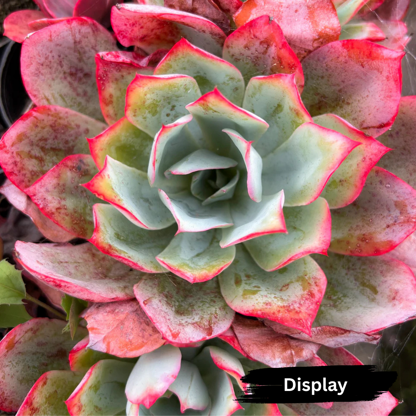 Echeveria 'Blue Light'