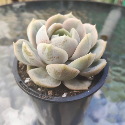 Echeveria 'Blue Surprise' (Ech. Lilacina Hyb )