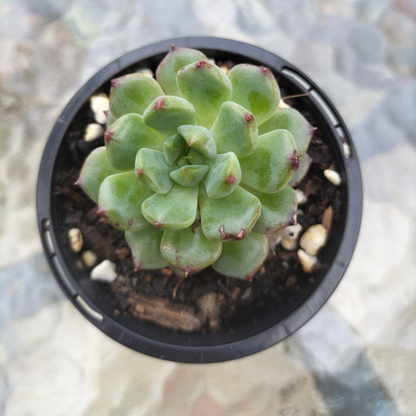 Echeveria 'Blue Apple' (small)