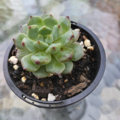 Echeveria 'Blue Apple' (small)