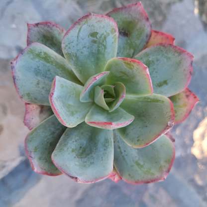 Echeveria 'Blue Light'