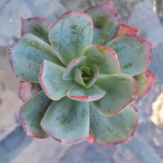 Echeveria 'Blue Light'