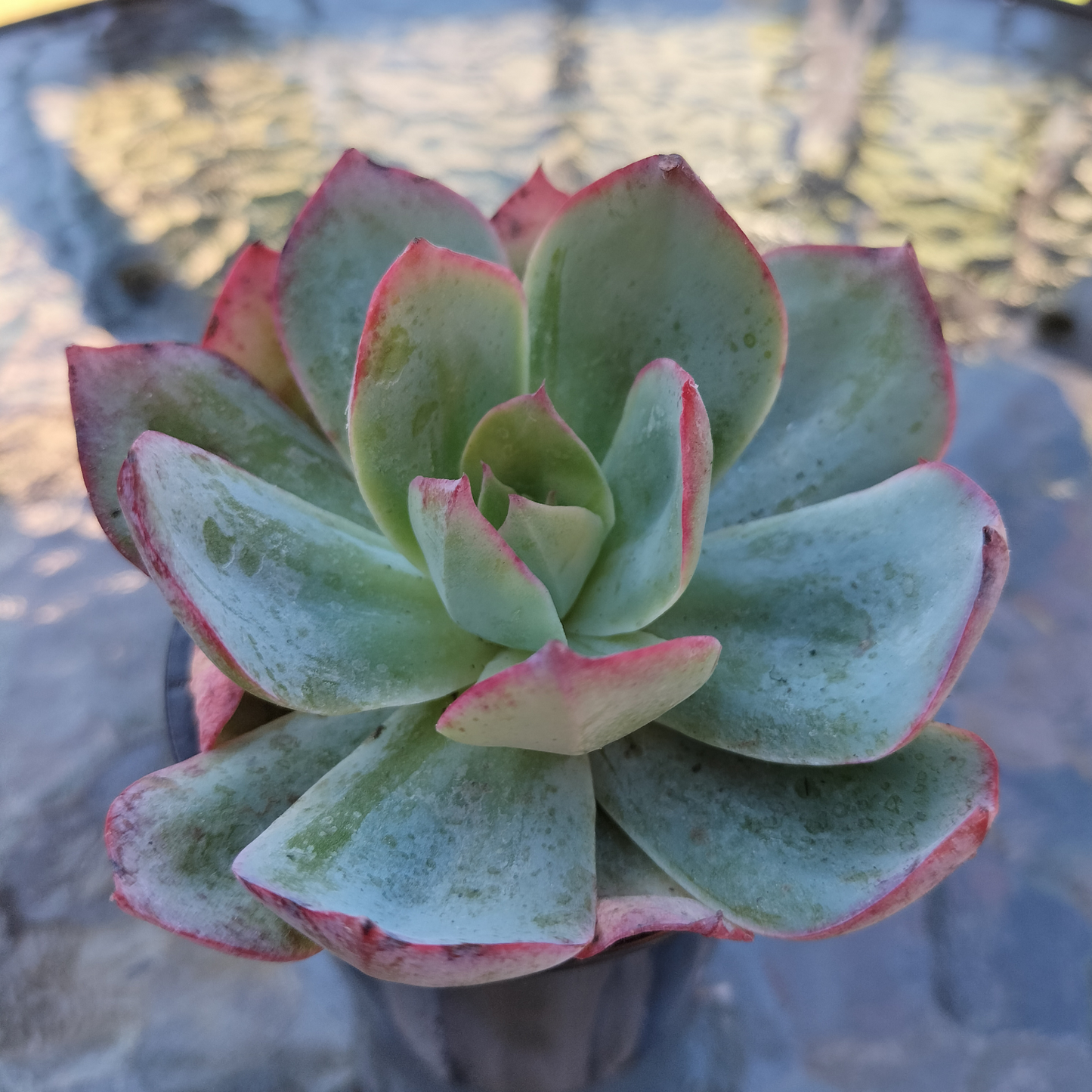 Echeveria 'Blue Light'