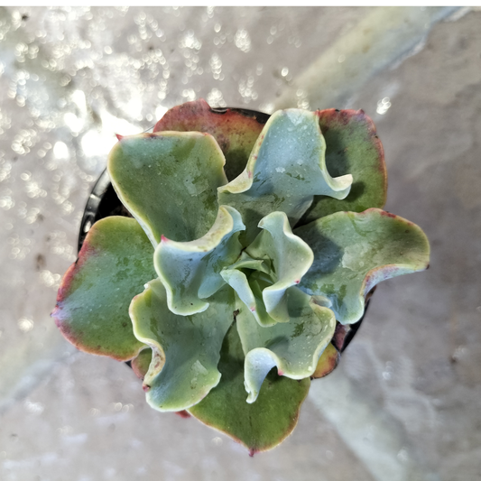 Echeveria 'Bluette'