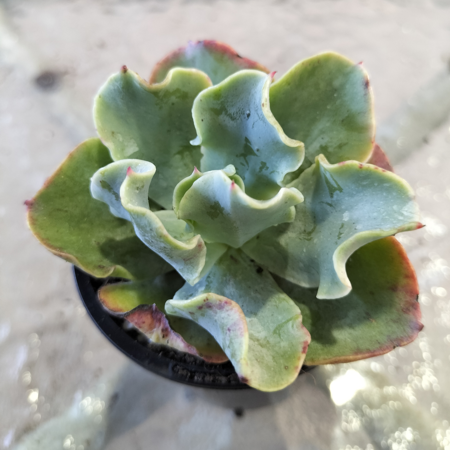 Echeveria 'Bluette'