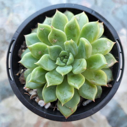 Echeveria 'Blue Wren'