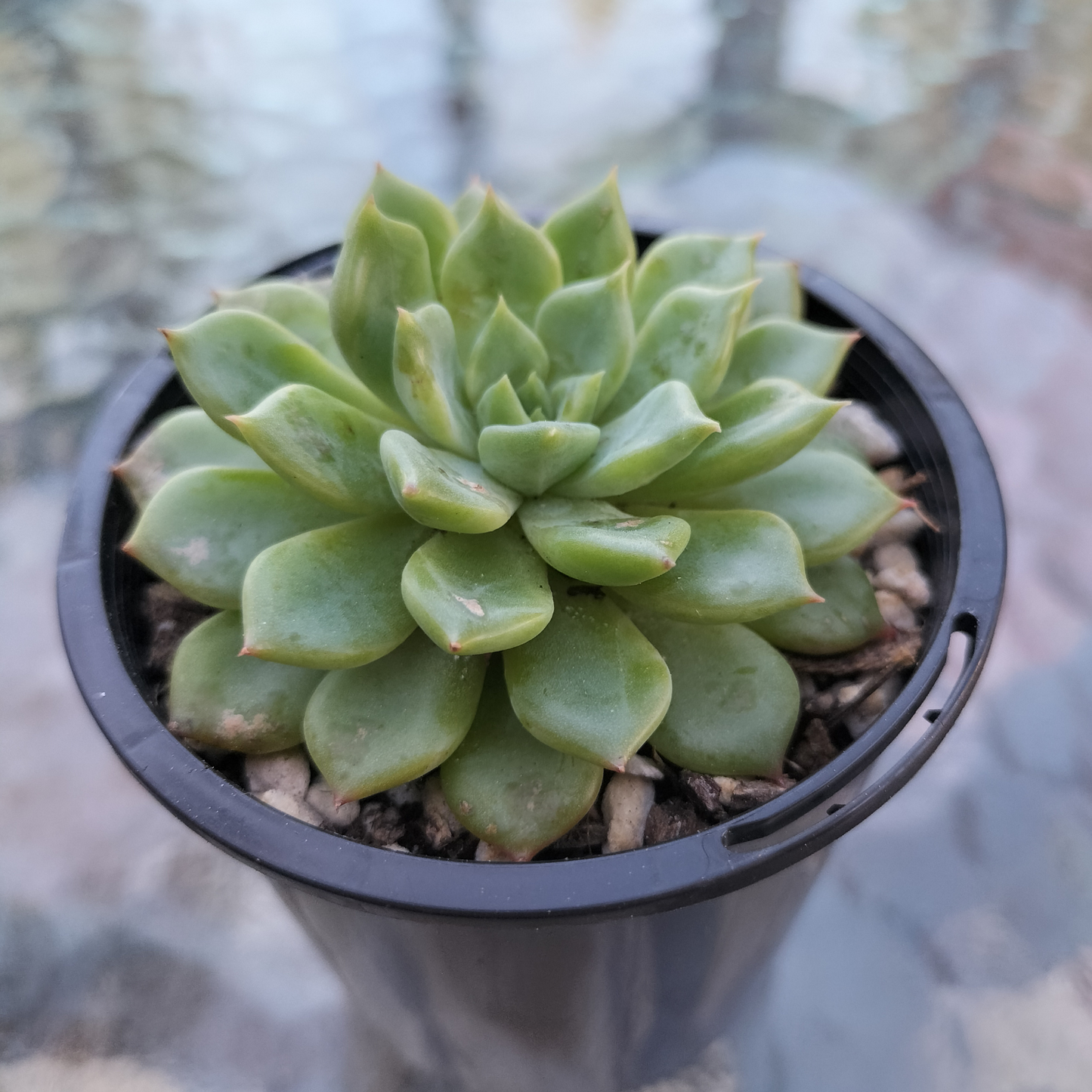 Echeveria 'Blue Wren'