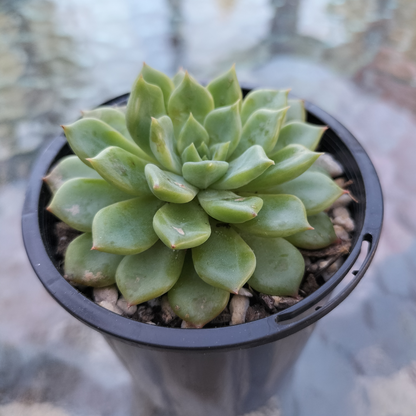 Echeveria 'Blue Wren'