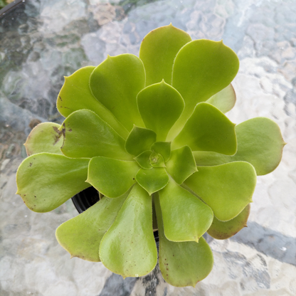 Aeonium Blushing Beauty