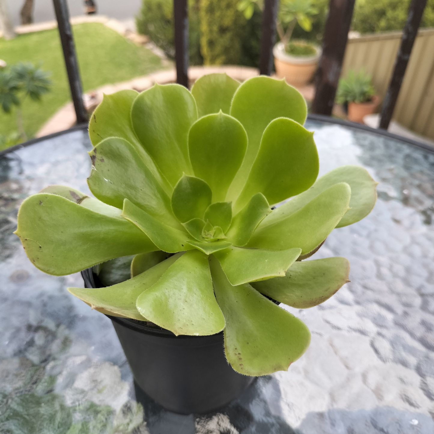 Aeonium Blushing Beauty