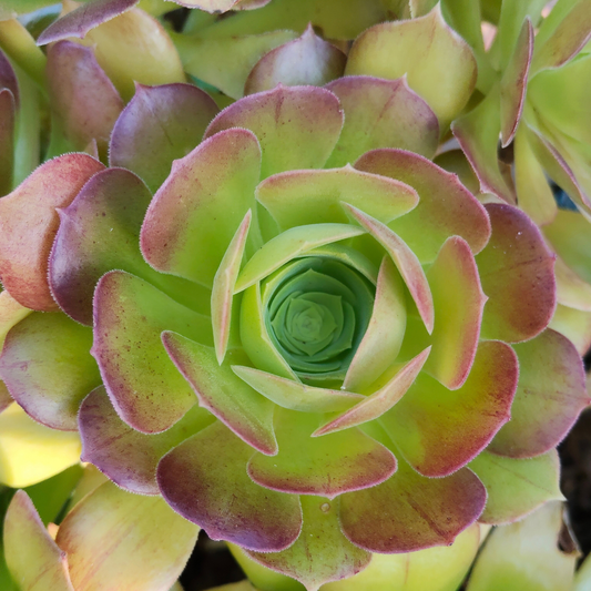 Aeonium Blushing Beauty