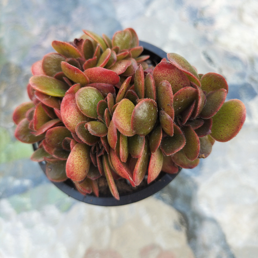 Echeveria 'Fimbriata Fasciculata' Crest